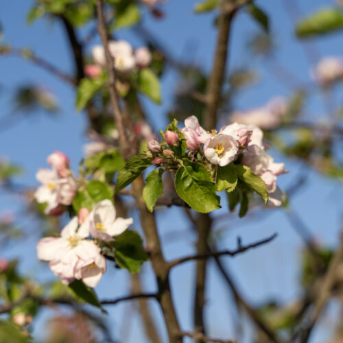 Apfelblüte in Bornheim